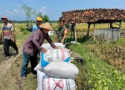 Sergab Petani, Babinsa Kodim Ponorogo Gencarkan Komsos di Desa Binaan