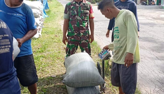 Dampingi Petani, Babinsa Kodim 0802/Ponorogo Sukseskan Program Sergab