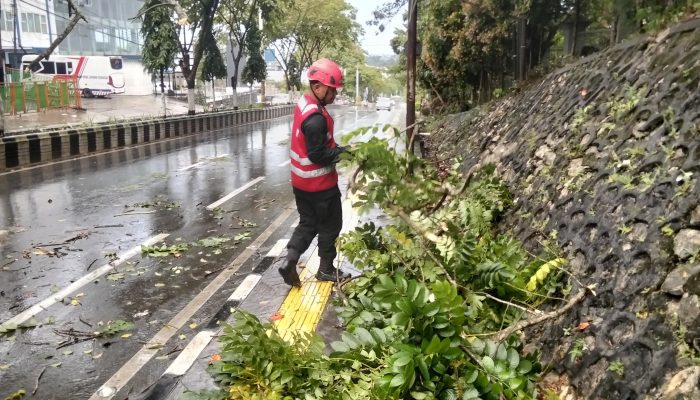 Terima Laporan Warga, SAR Brimob Kaltim Gerak Cepat Evakuasi Pohon Tumbang di Balikpapan