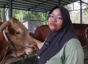 Sapi Jumbo “Sibison” 1 Ton Jadi Kurban Presiden di Balikpapan