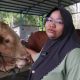 Sapi jumbo Sibison berbobot 1 ton di kandang MWK Farm Balikpapan