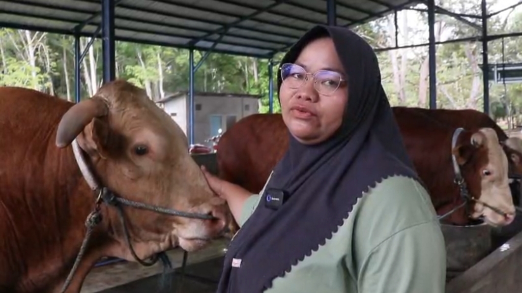 Sapi jumbo Sibison berbobot 1 ton di kandang MWK Farm Balikpapan