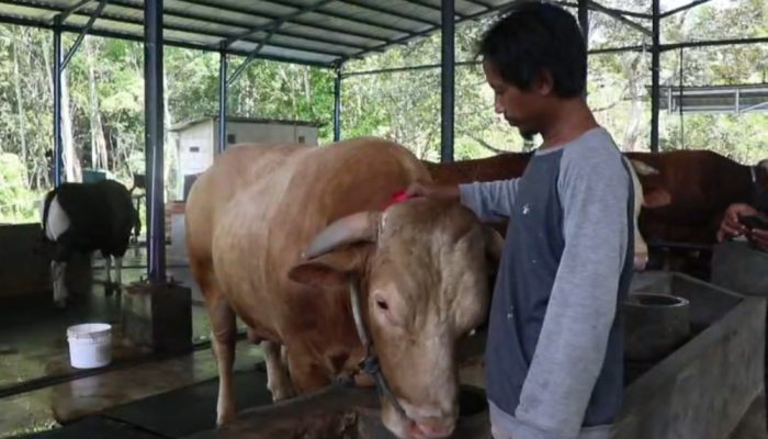 Jelang Iduladha, DKP3 Balikpapan Awasi Ketat Penjualan Hewan Kurban