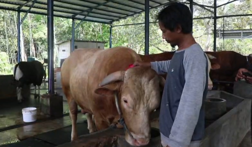 Petugas memeriksa kesehatan sapi kurban di lokasi penjualan hewan kurban Balikpapan menjelang Iduladha 2025