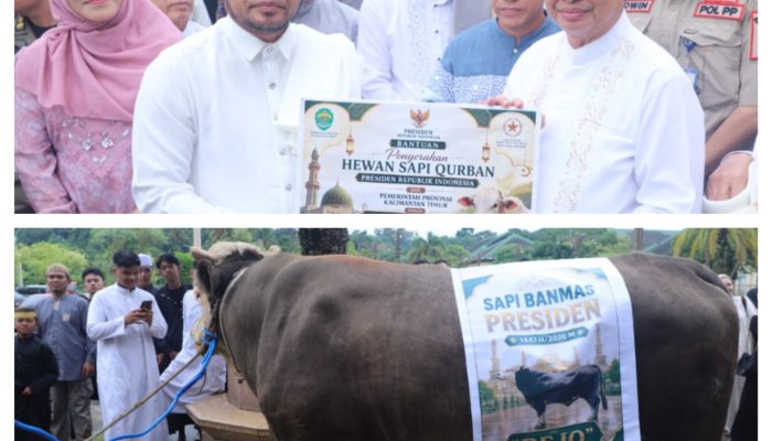 Gubernur Kaltim Serahkan Sapi Kurban Presiden Prabowo di Samarinda